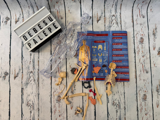 Žmogaus kūno modelis – pažink anatomiją 🧠🦴