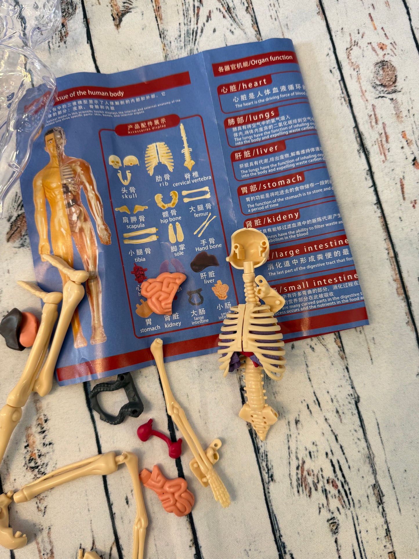 Žmogaus kūno modelis – pažink anatomiją 🧠🦴