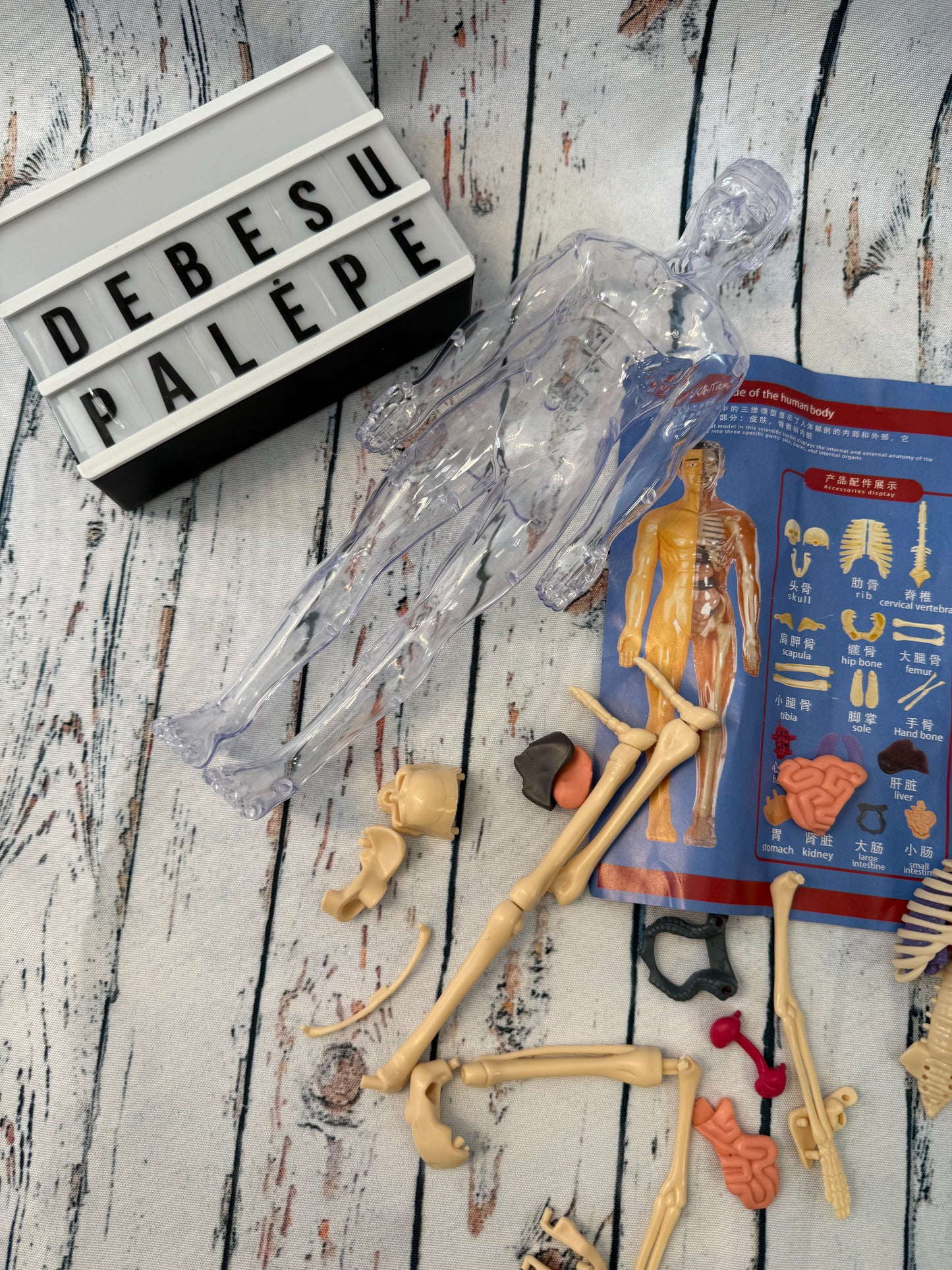 Žmogaus kūno modelis – pažink anatomiją 🧠🦴
