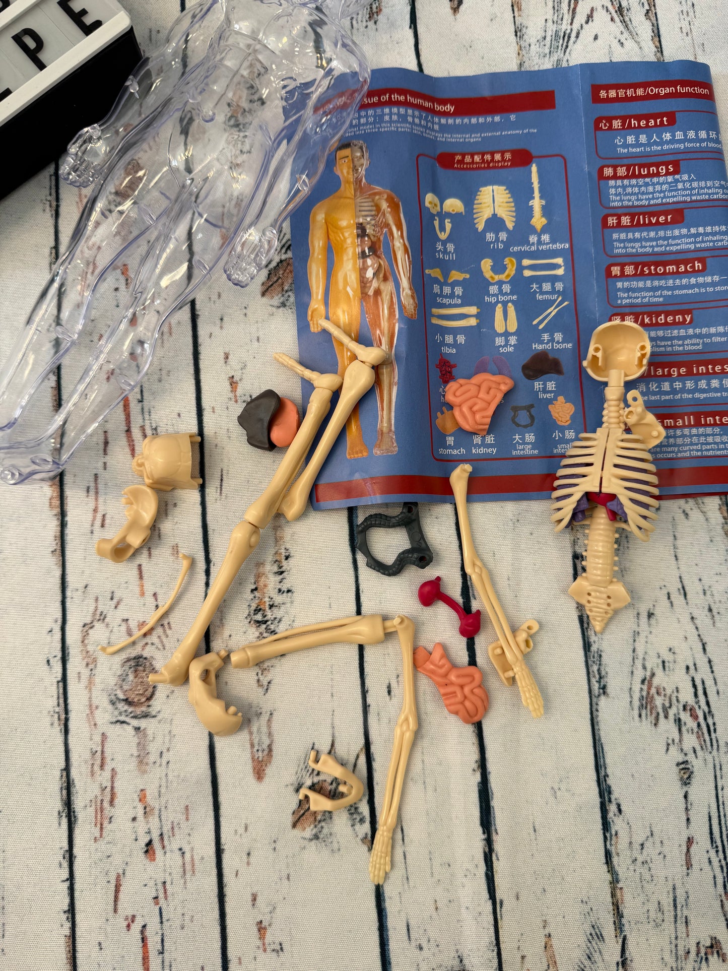 Žmogaus kūno modelis – pažink anatomiją 🧠🦴